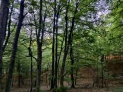 Lorena Prieto Calera