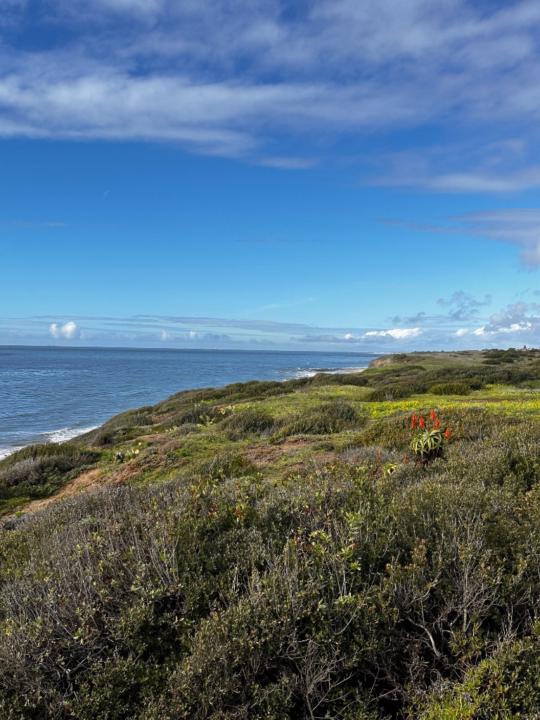 Erika Castaneda-Flores