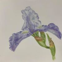 Elizabeth Yuill Proctor