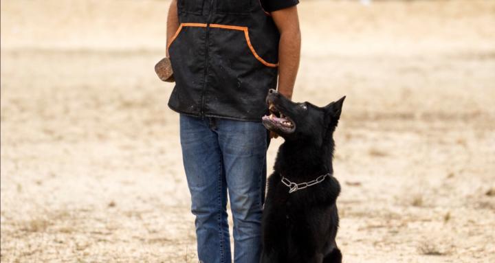 Dog training Portugal