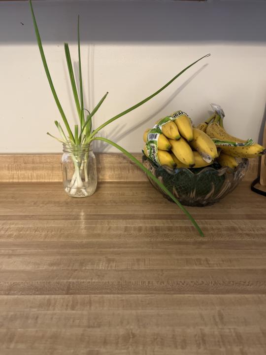 Green onions grow in your kitchen 