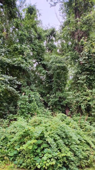 Mohammad Abdullah Siddiqui