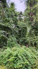 Mohammad Abdullah Siddiqui