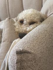 Angela Delle-Vergini