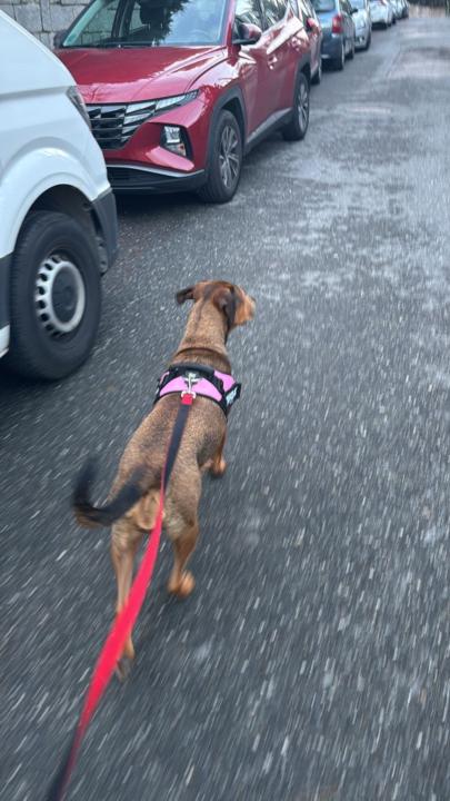 Luis Alonso Cárdenas Campos