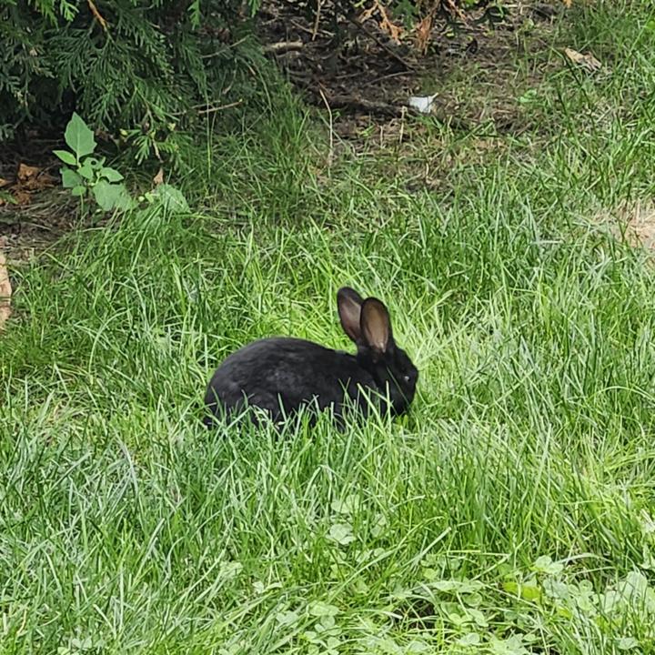 ✨ The Spiritual Meaning of the Black Rabbit ✨🌑