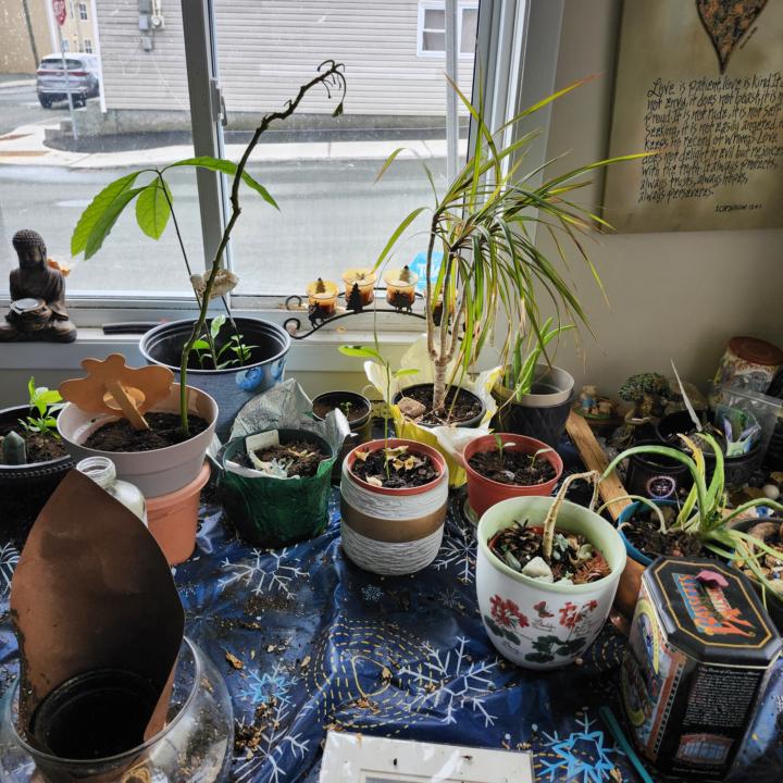Community Garden