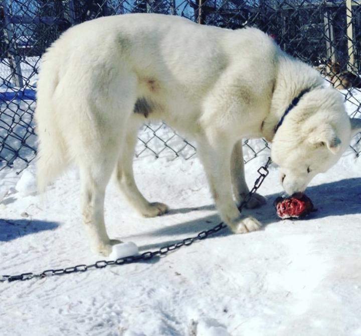 Canicross & Labrador huskies 
