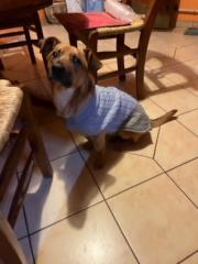 Trefeli-Schäffer Zsófia