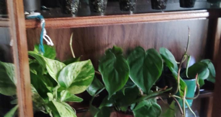 Plant Addiction Anonymous