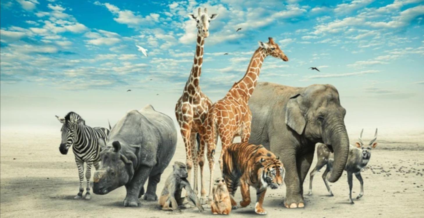 Les Animaux