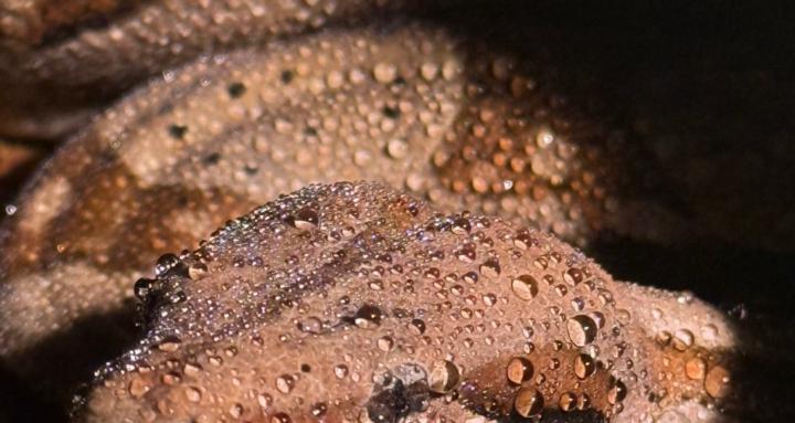 Reptile care and maintenance