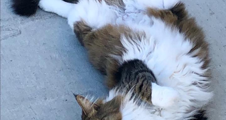 Natural Animal Healing