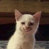 Cat N