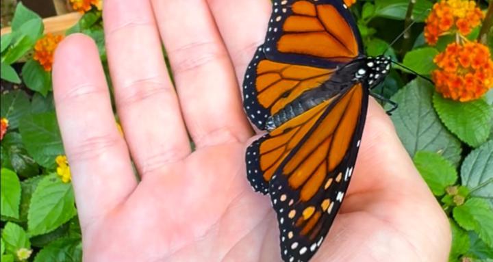 Butterflies & Gardening Club
