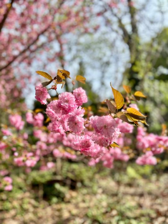 عائشة أم ليلة