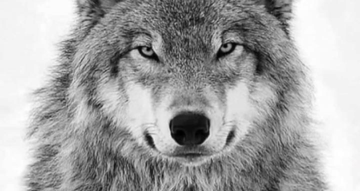 Magnets (free energy)