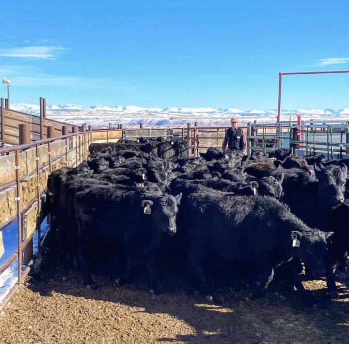 New horse in the herd. 