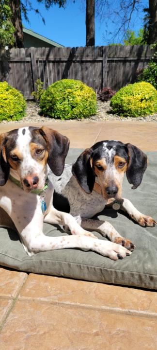 Coonhounds Knuckleheads