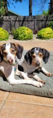 Coonhounds Knuckleheads