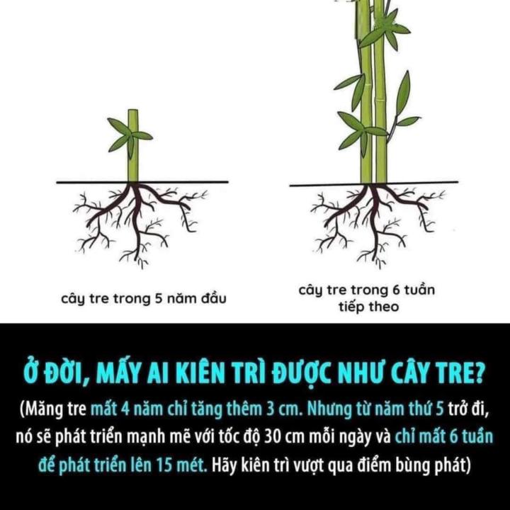 Bài học từ cây tre