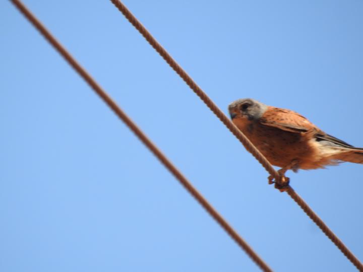 Chapter Three: A Day Early, A Museum Late, and a Kestrel That Didn't Wait