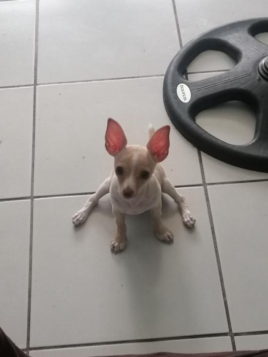 Dayana Abigail Ruiz Martinez