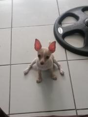 Dayana Abigail Ruiz Martinez