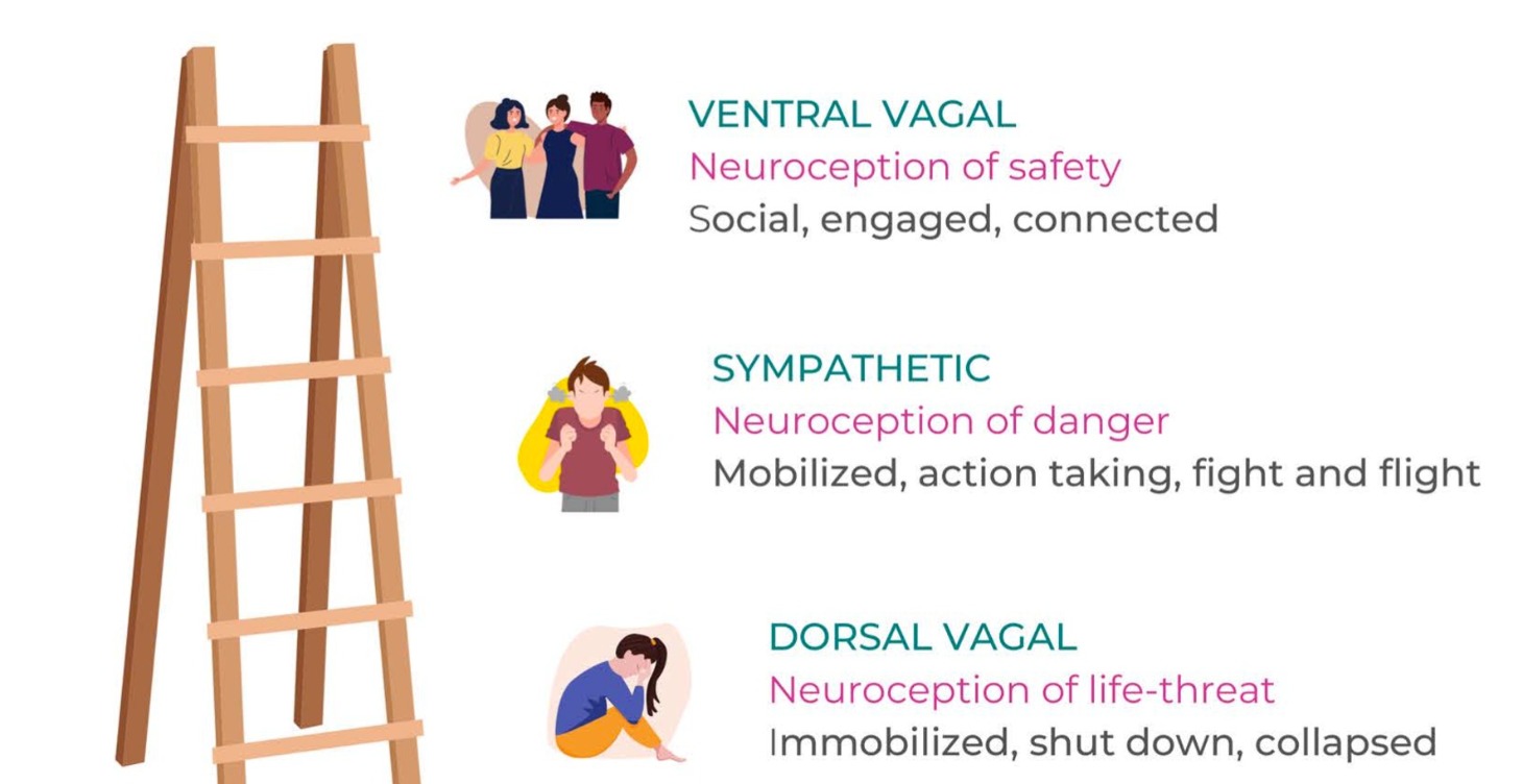 Polyvagal Basics