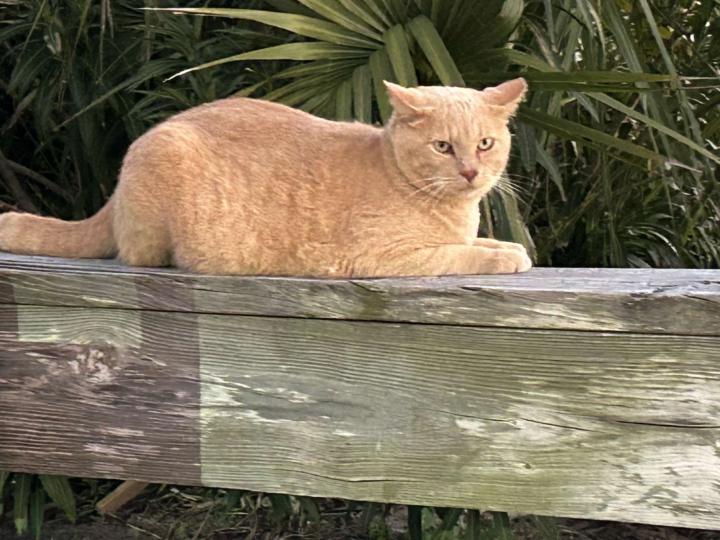 beach cat 🏝️🐈