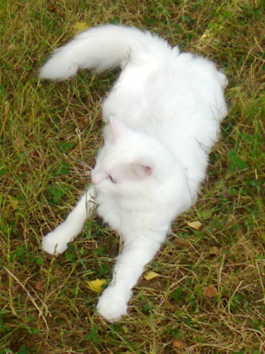 Francoise Courteville