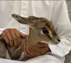 حمدان الريامي