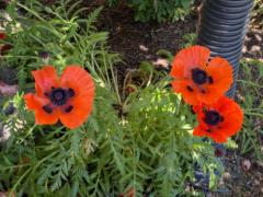 Amanda Schader Wilson