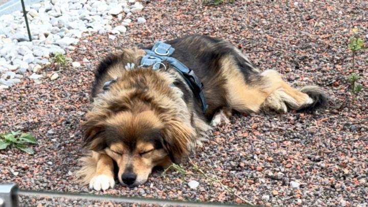 Efthalia Psilaki-Papargyri