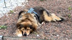 Efthalia Psilaki-Papargyri