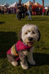 Chowder Collado Flores