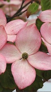 Gisela Garcia Martínez