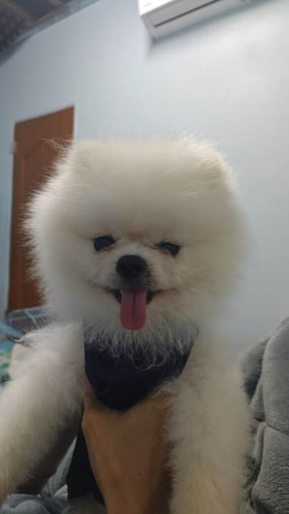 可頌 可頌