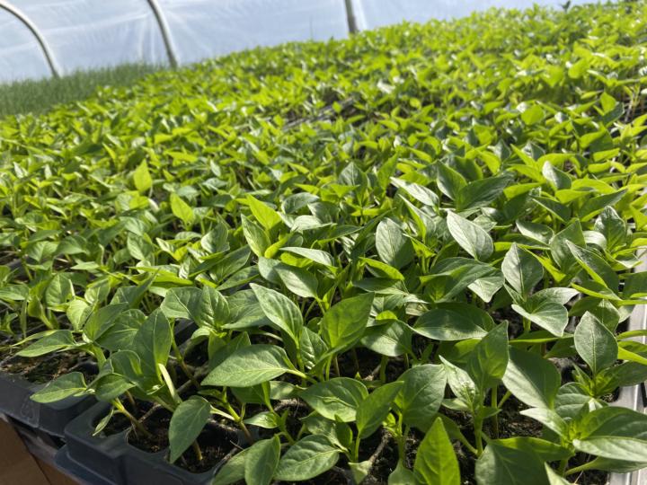 Seed Starting Roll Call 