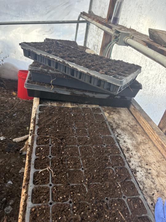 It’s seed starting time baby! 
