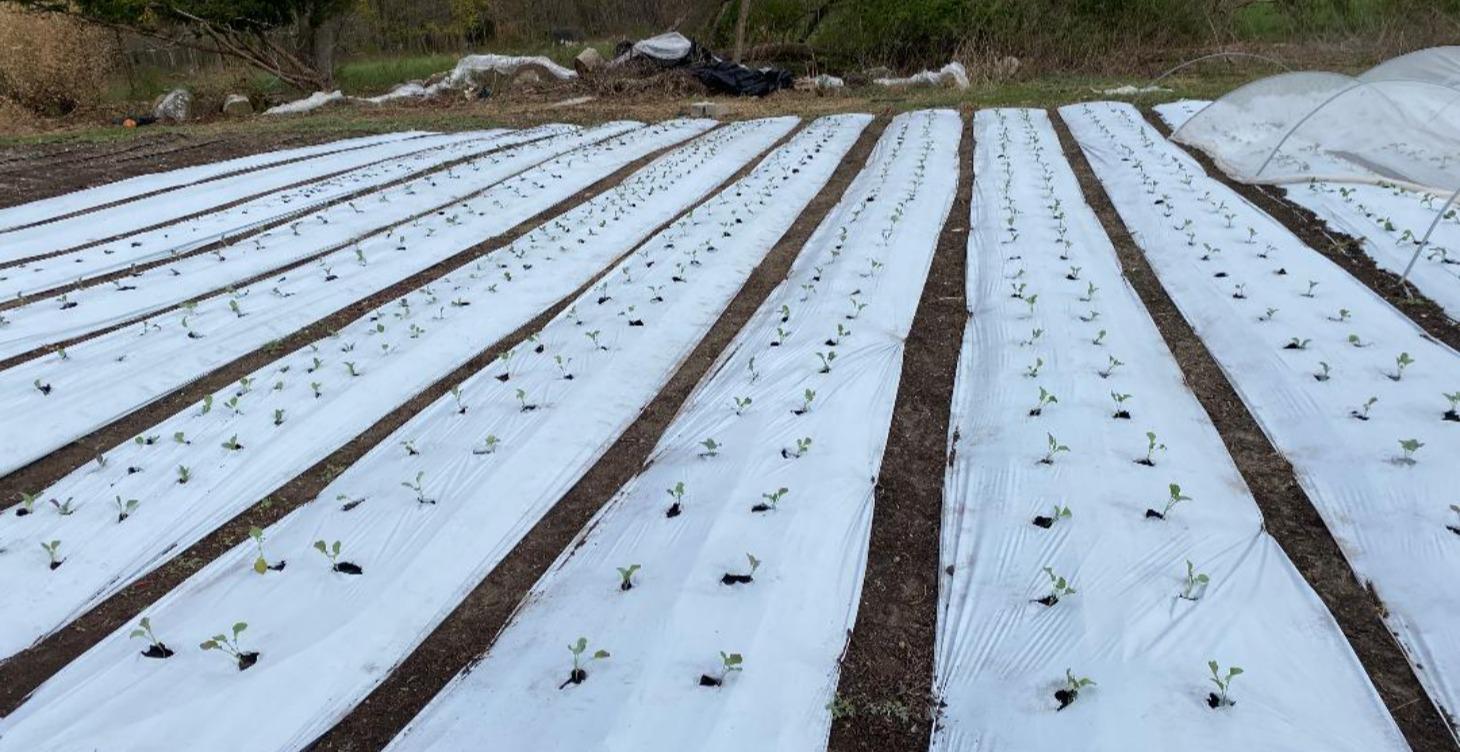 "Making the Bed (Garden Edition 😉)"