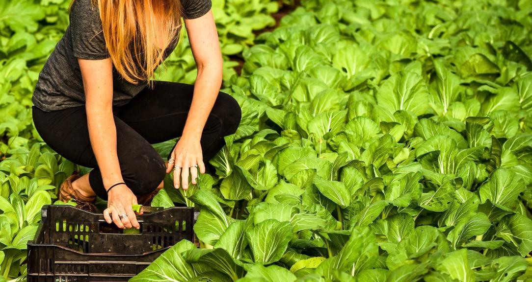 GROW your OWN Food