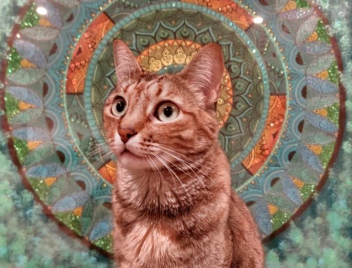 Patricia De los Arcos Morquecho