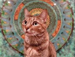 Patricia De los Arcos Morquecho