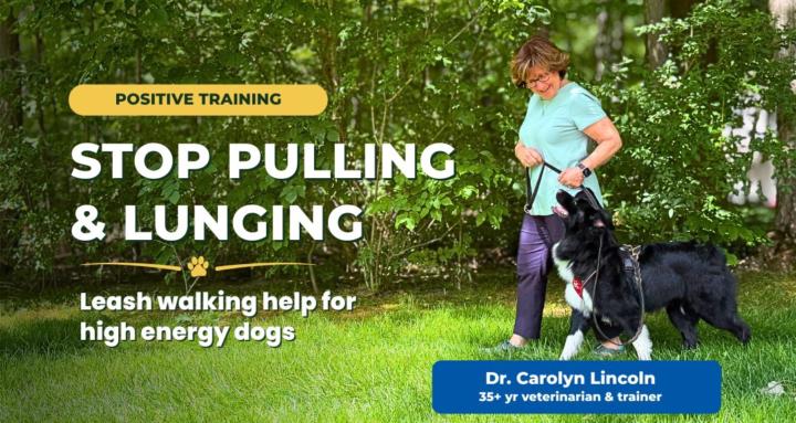 Play To Behave Leash Training