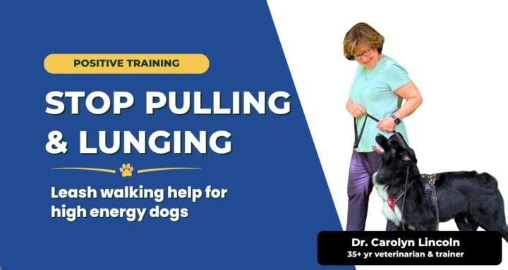 Play To Behave Leash Training
