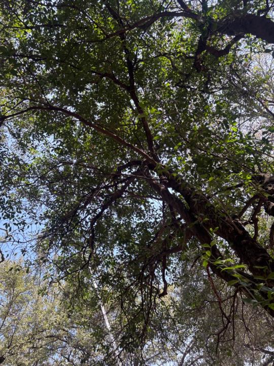 María victoria Aguirre macias