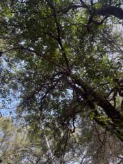 María victoria Aguirre macias