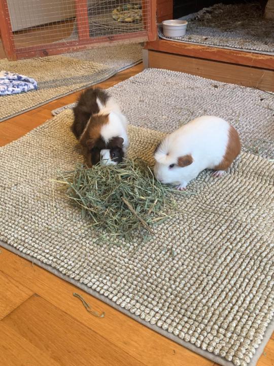 Juliette Petrusewicz