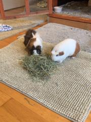 Juliette Petrusewicz